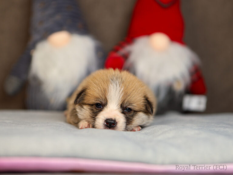 welsh corgi pembroke