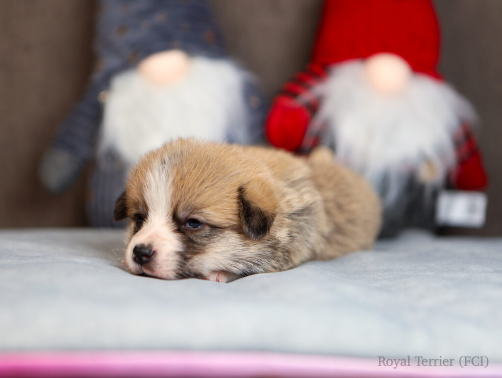 welsh corgi pembroke