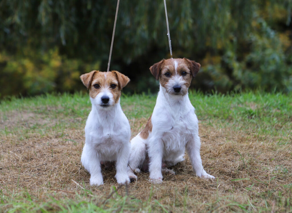 jack russell terrier