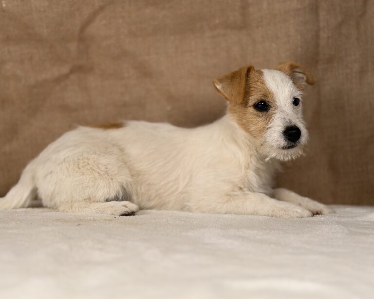 jack russell terrier