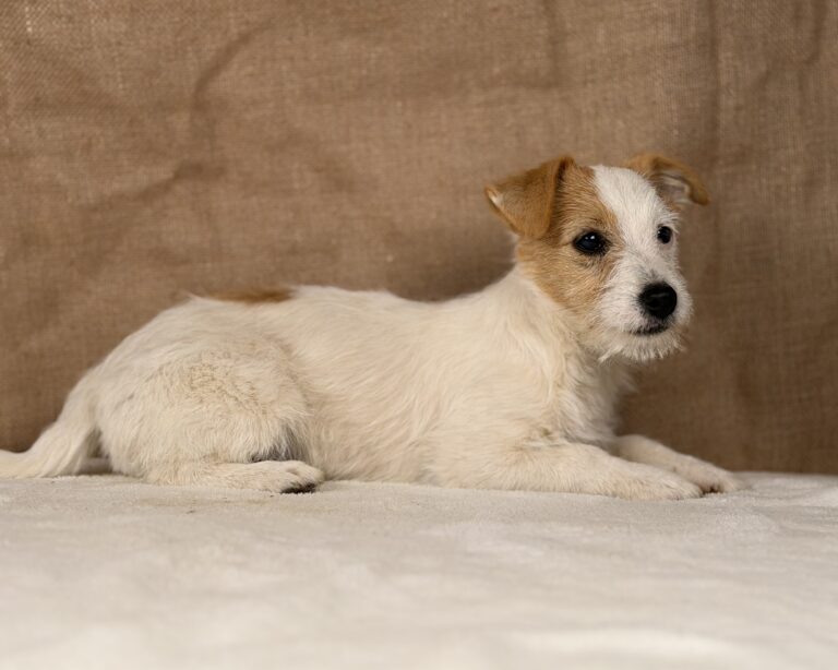 jack russell terrier