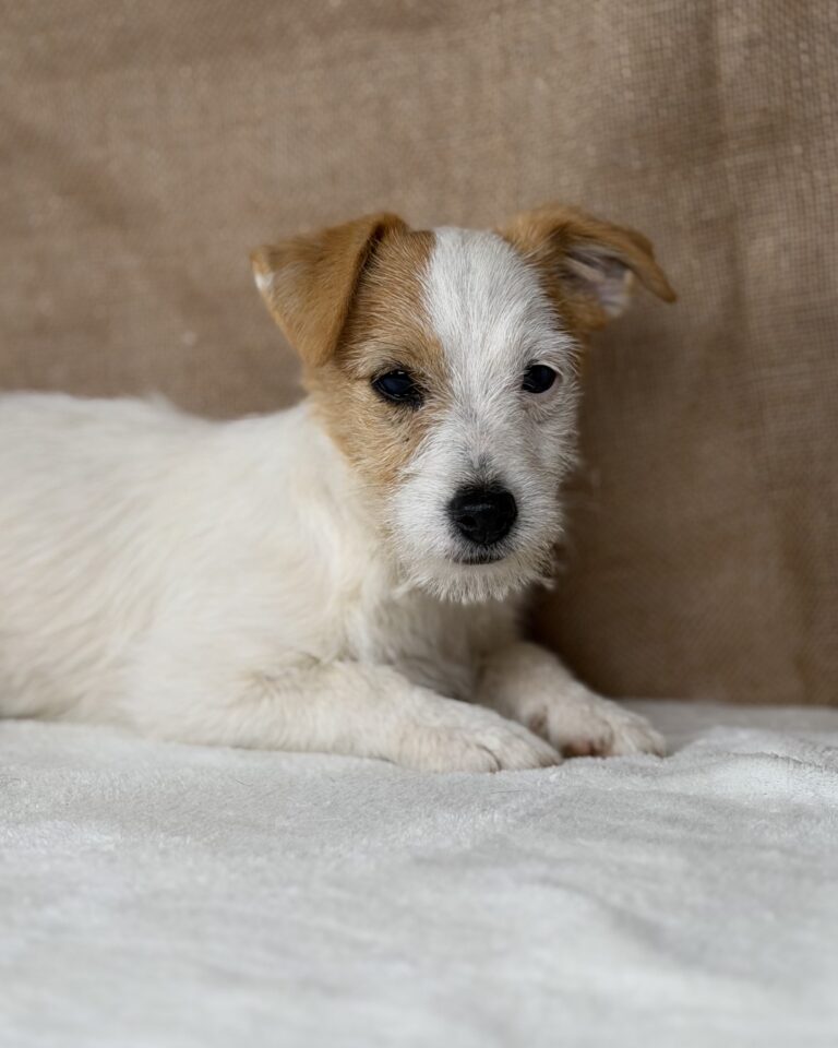 jack russell terrier