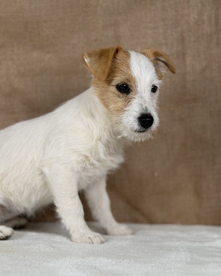 jack russell terrier