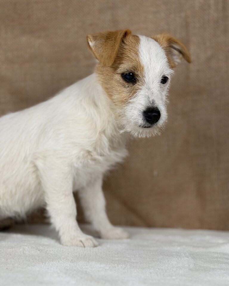 jack russell terrier