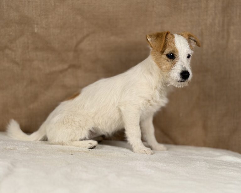 jack russell terrier