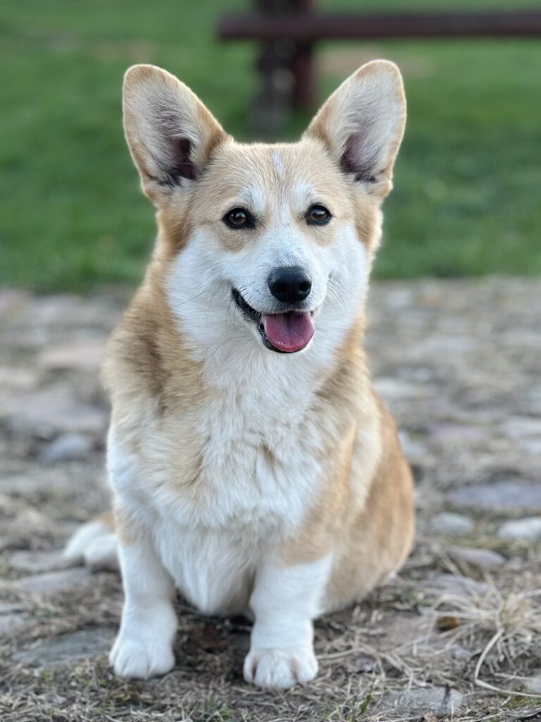 welsh corgi pembroke