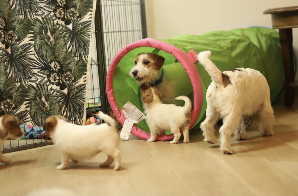 jack russell terrier