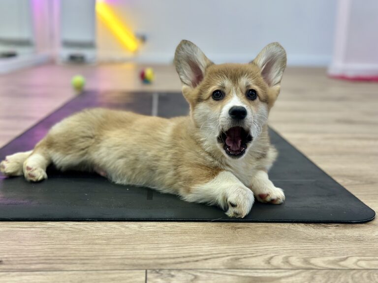 szczeniak welsh corgi pembroke