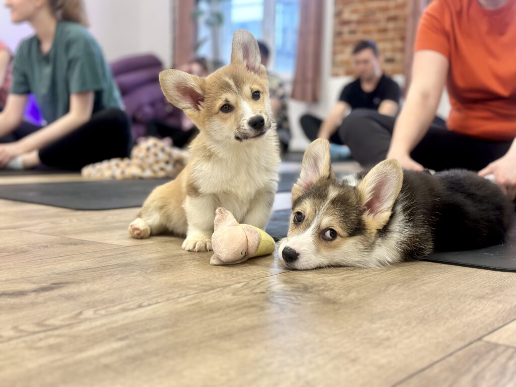 szczeniak welsh corgi pembroke