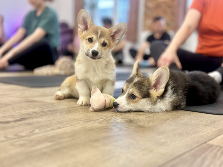 szczeniak welsh corgi pembroke