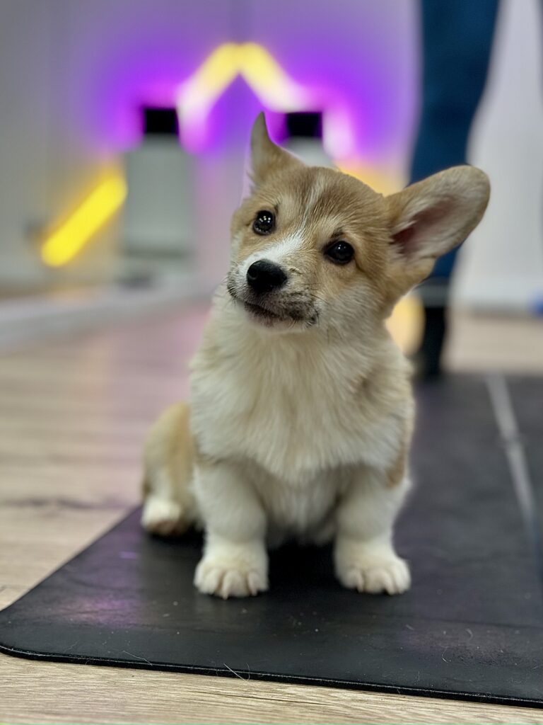 szczeniak welsh corgi pembroke