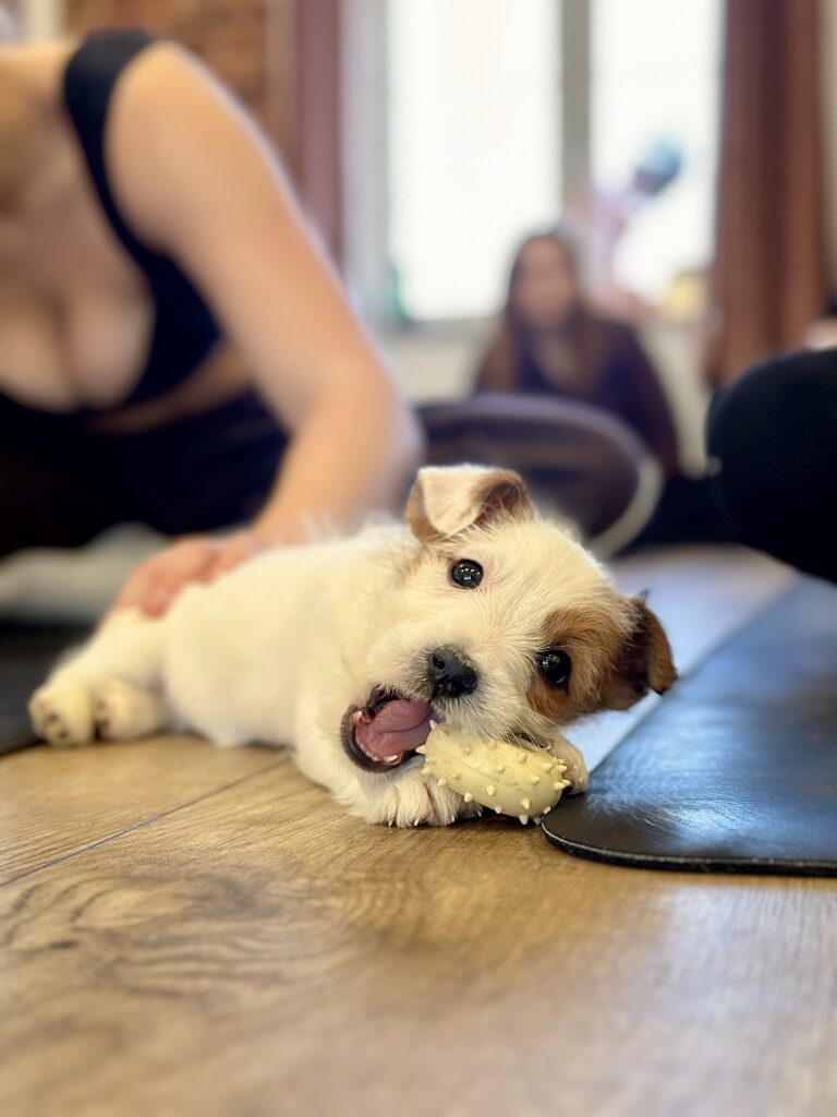 jack russell terrier szorstkowłosy