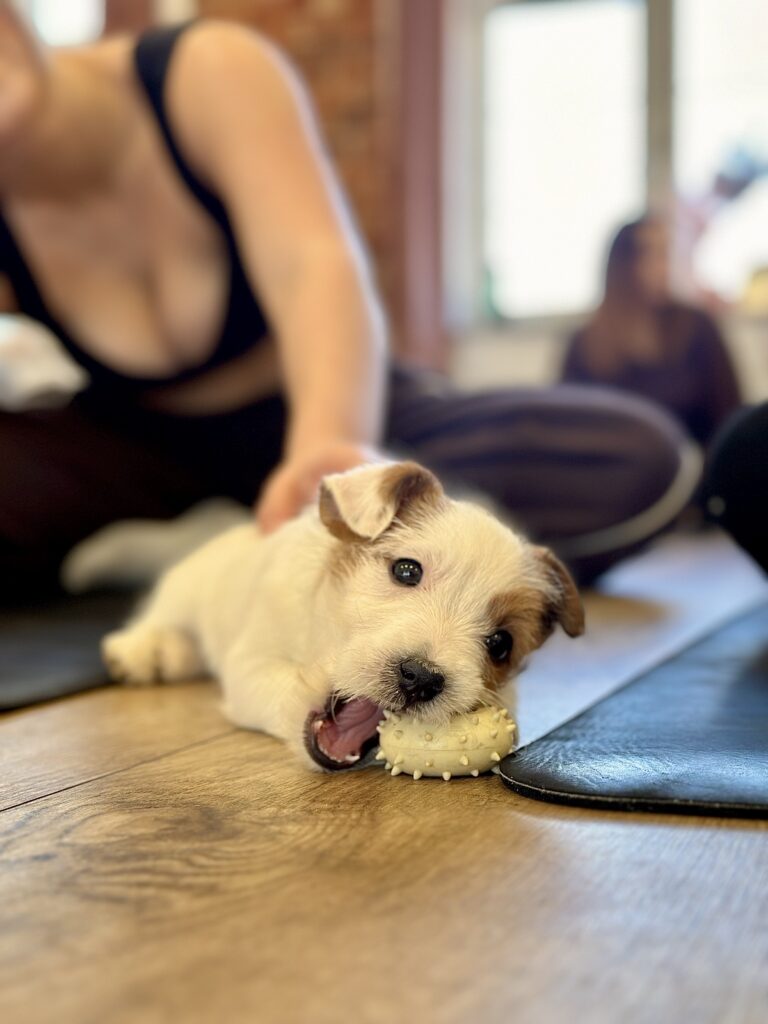 jack russell terrier szorstkowłosy