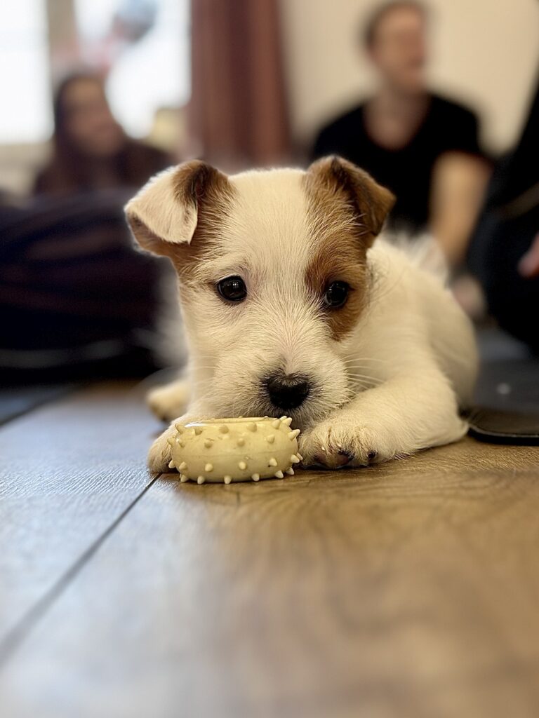 jack russell terrier szorstkowłosy