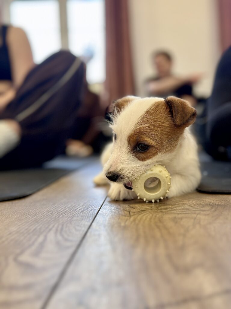 jack russell terrier szorstkowłosy