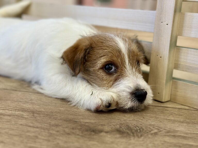 jack russell terrier szorstkowłosy