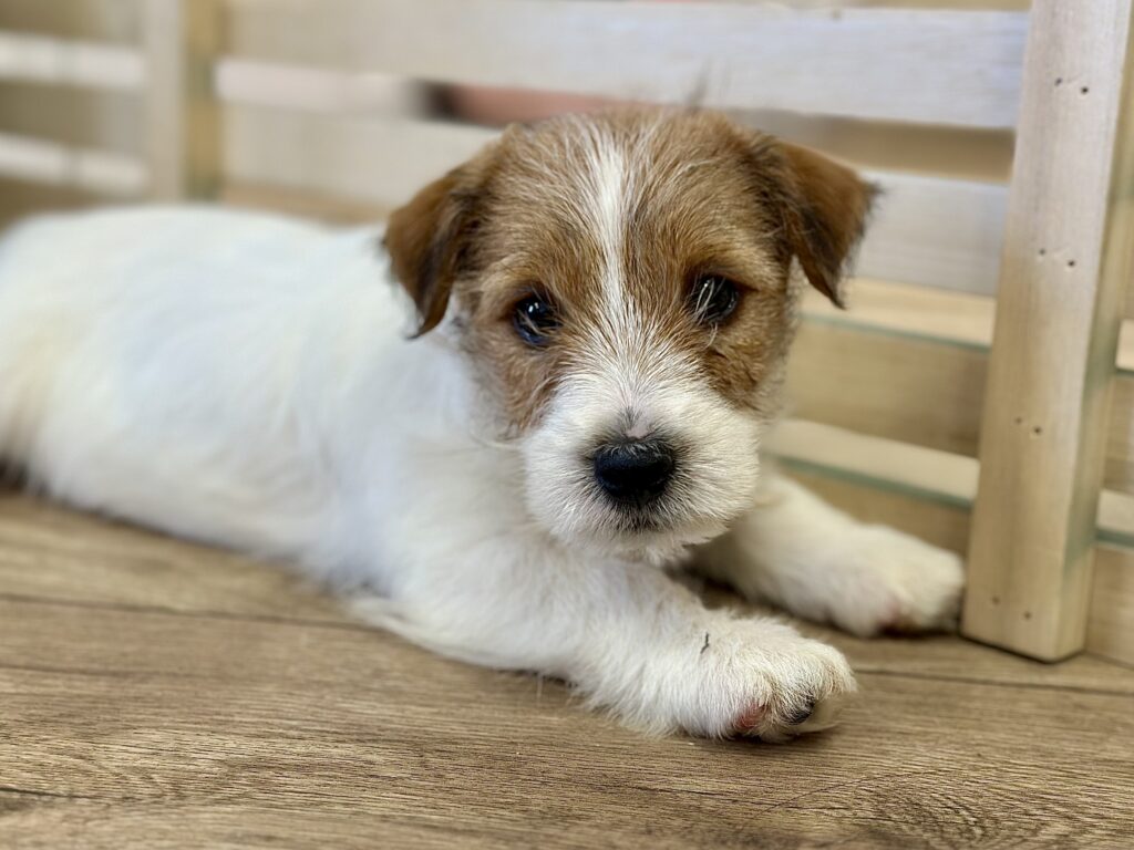 jack russell terrier szorstkowłosy