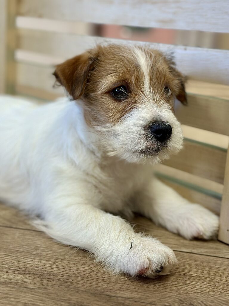 jack russell terrier szorstkowłosy