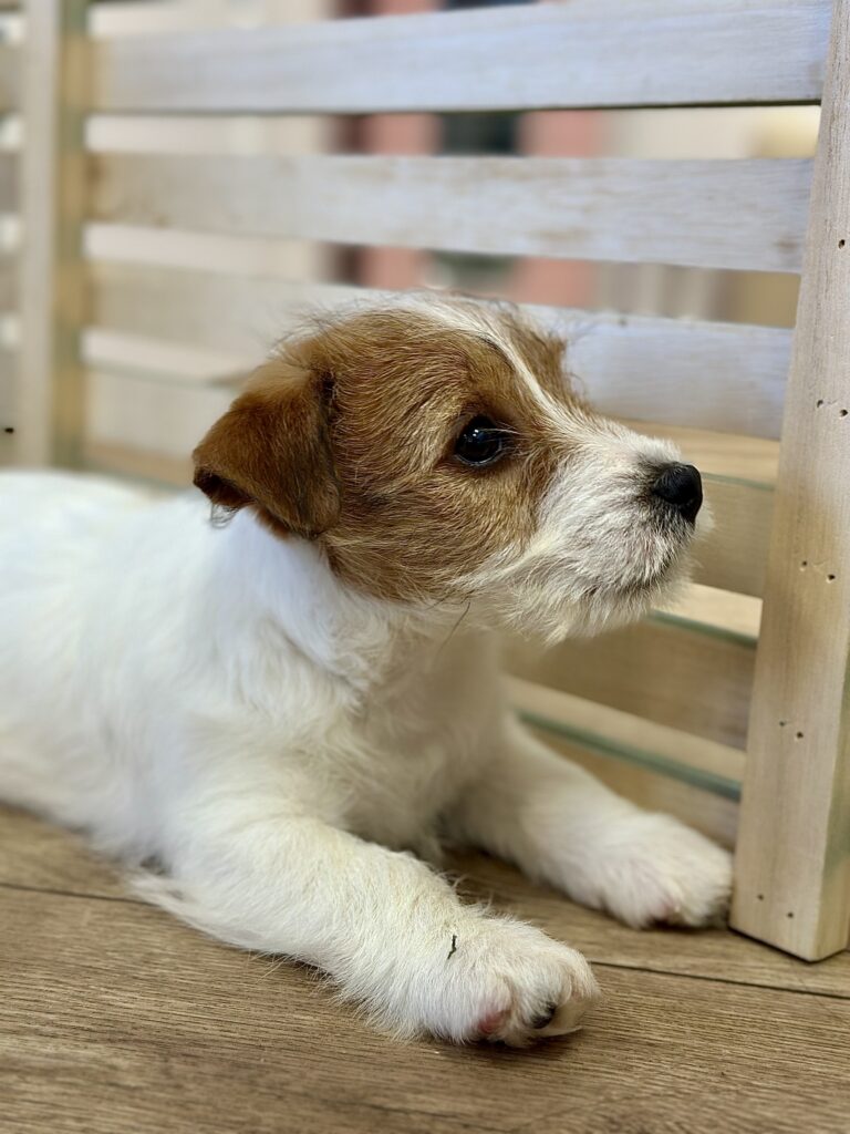 jack russell terrier szorstkowłosy