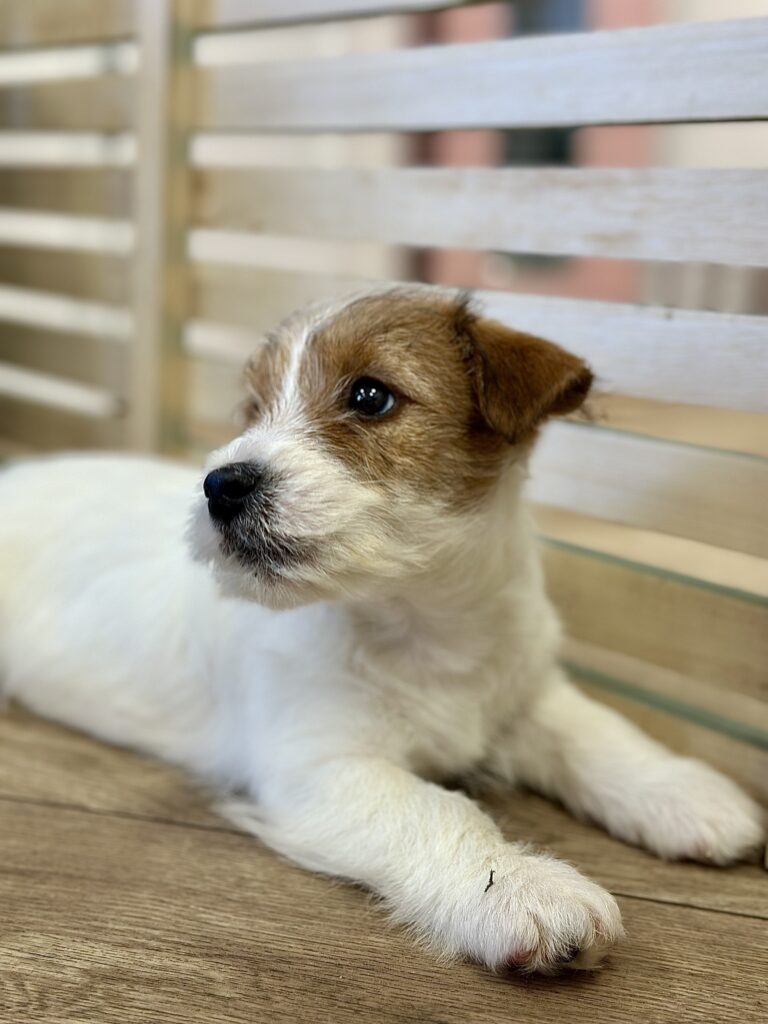 jack russell terrier szorstkowłosy