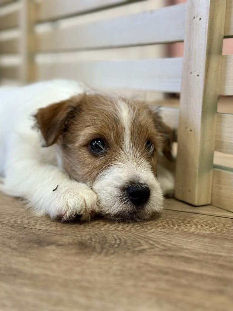 jack russell terrier szorstkowłosy