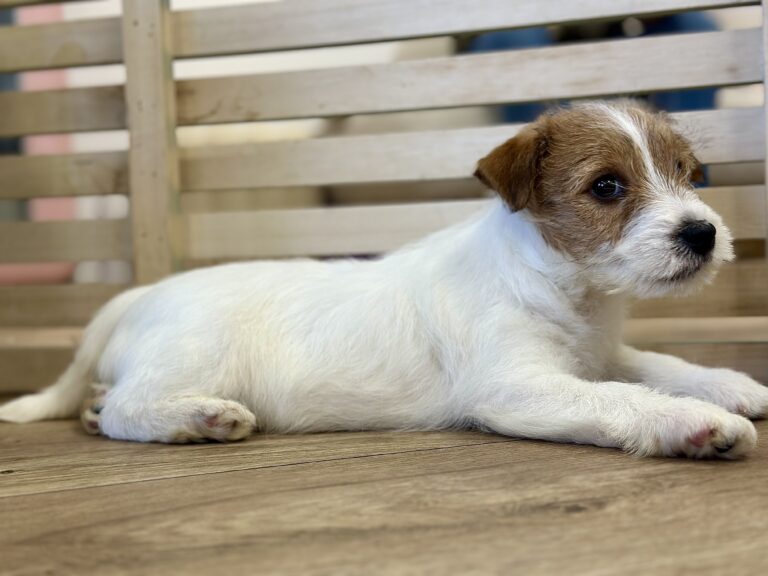jack russell terrier szorstkowłosy