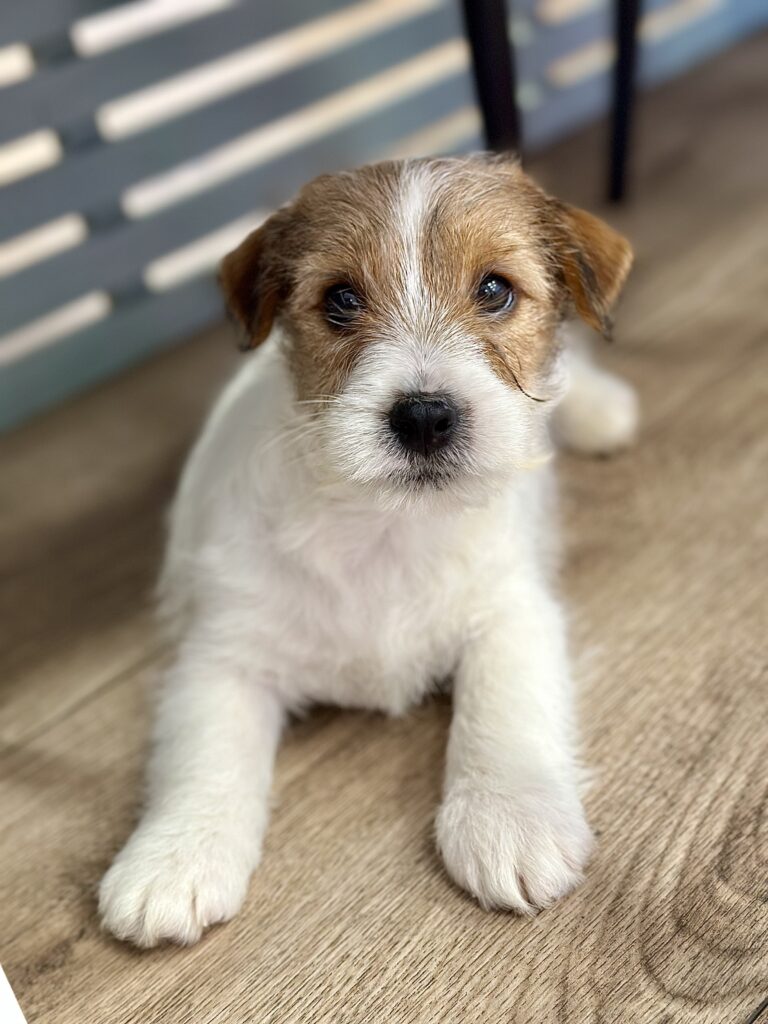 jack russell terrier szorstkowłosy