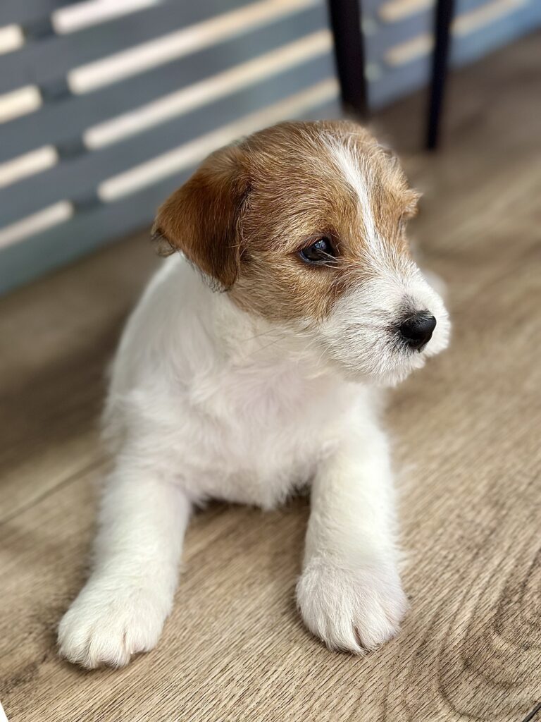 jack russell terrier szorstkowłosy