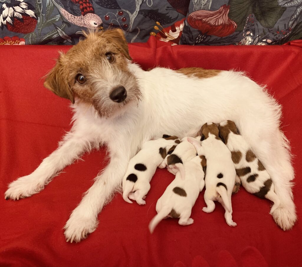 jack russell terrier