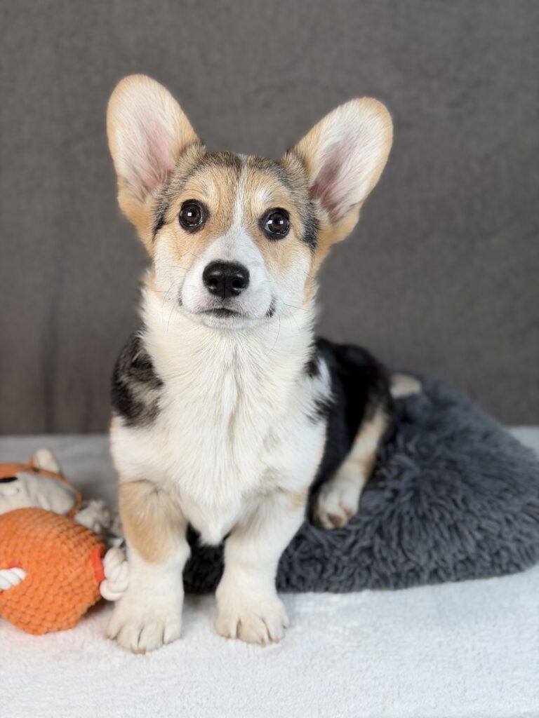piesek Welsh corgi Pembroke ZKWP/FCI