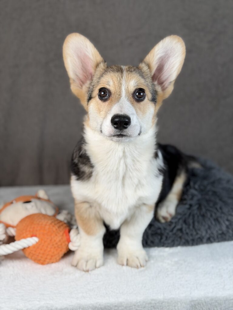 piesek Welsh corgi Pembroke ZKWP/FCI