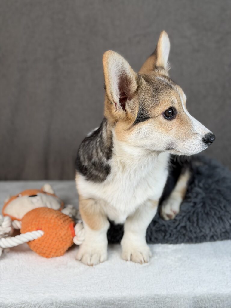 piesek Welsh corgi Pembroke ZKWP/FCI
