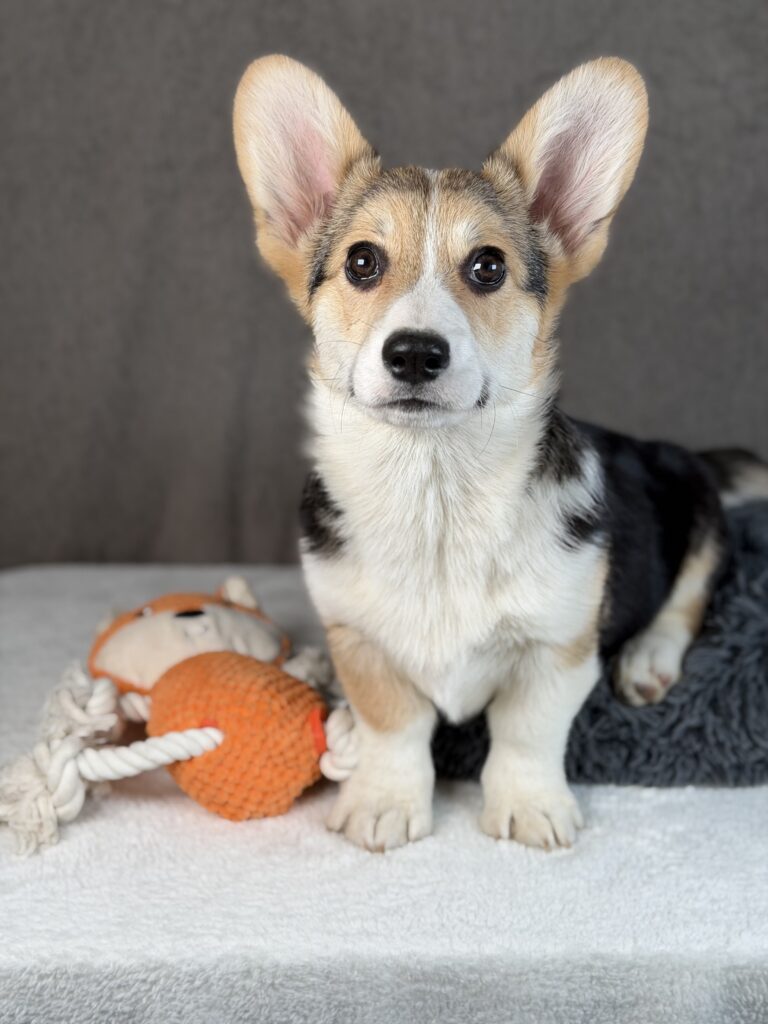 piesek Welsh corgi Pembroke ZKWP/FCI