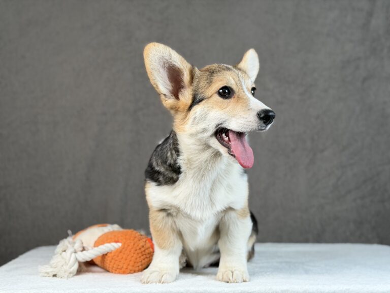 piesek Welsh corgi Pembroke ZKWP/FCI