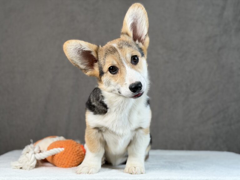 piesek Welsh corgi Pembroke ZKWP/FCI