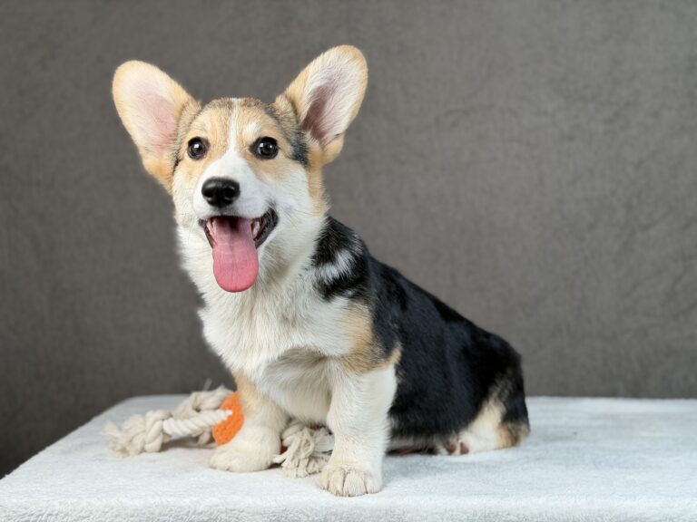 piesek Welsh corgi Pembroke ZKWP/FCI