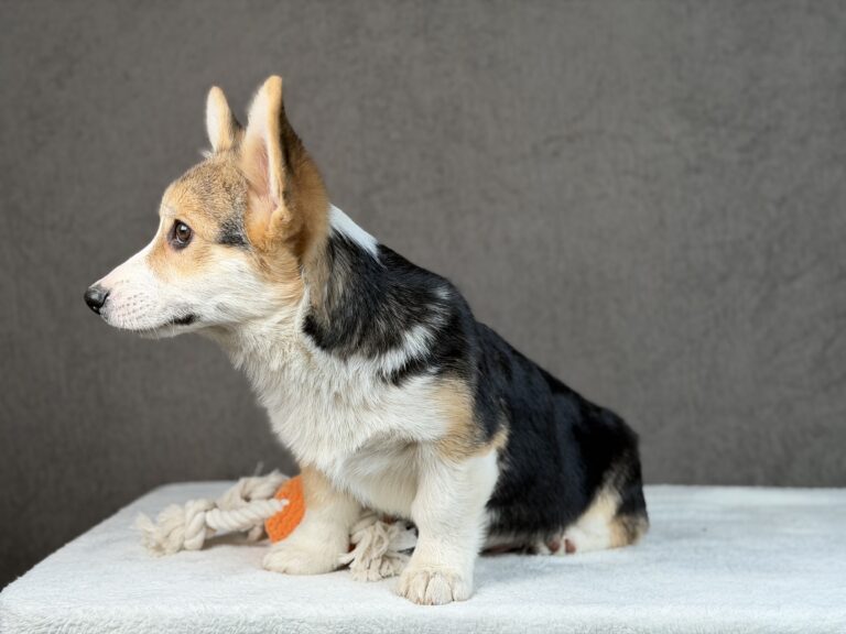 piesek Welsh corgi Pembroke ZKWP/FCI