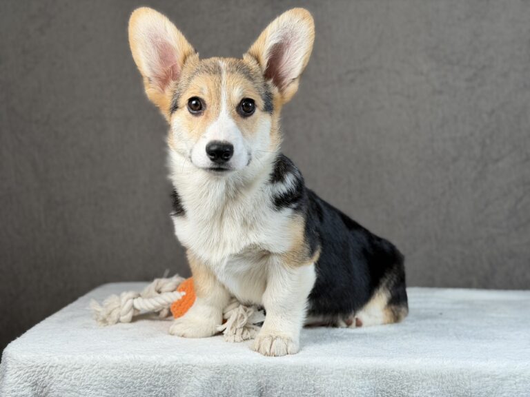 piesek Welsh corgi Pembroke ZKWP/FCI