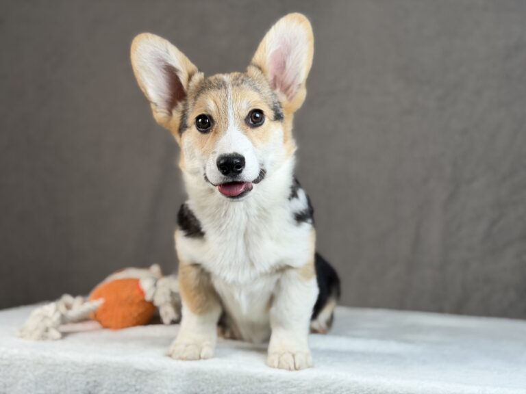 piesek Welsh corgi Pembroke ZKWP/FCI