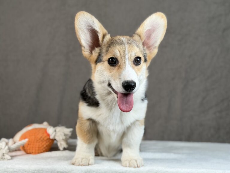 piesek Welsh corgi Pembroke ZKWP/FCI