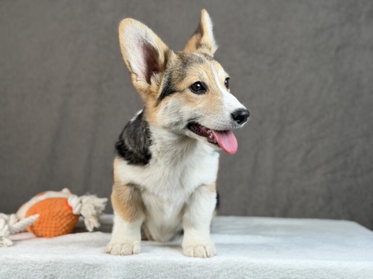 piesek Welsh corgi Pembroke ZKWP/FCI