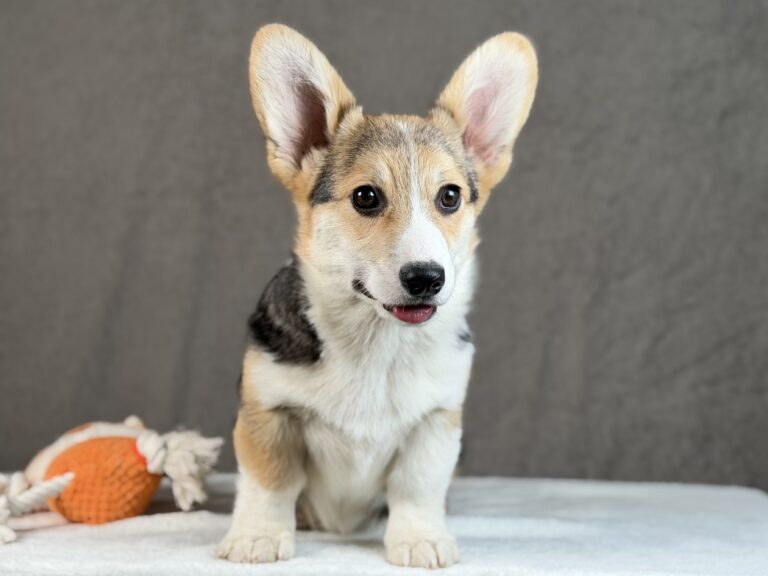piesek Welsh corgi Pembroke ZKWP/FCI