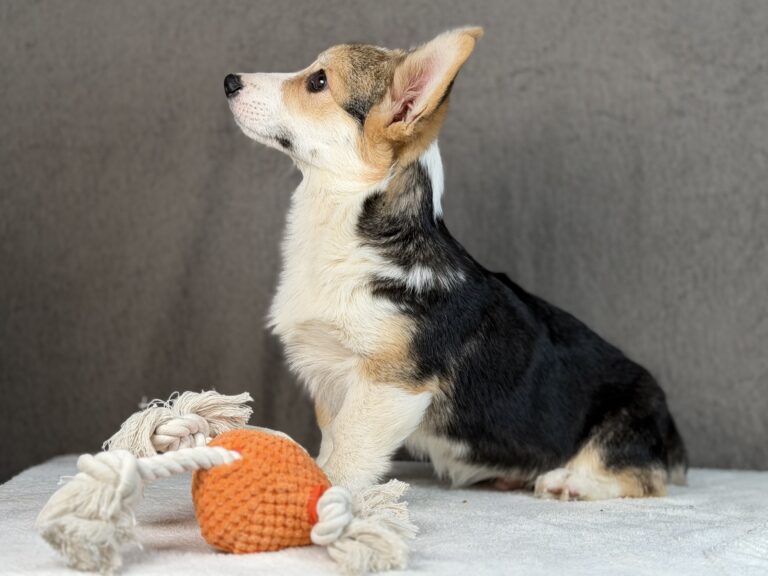 piesek Welsh corgi Pembroke ZKWP/FCI