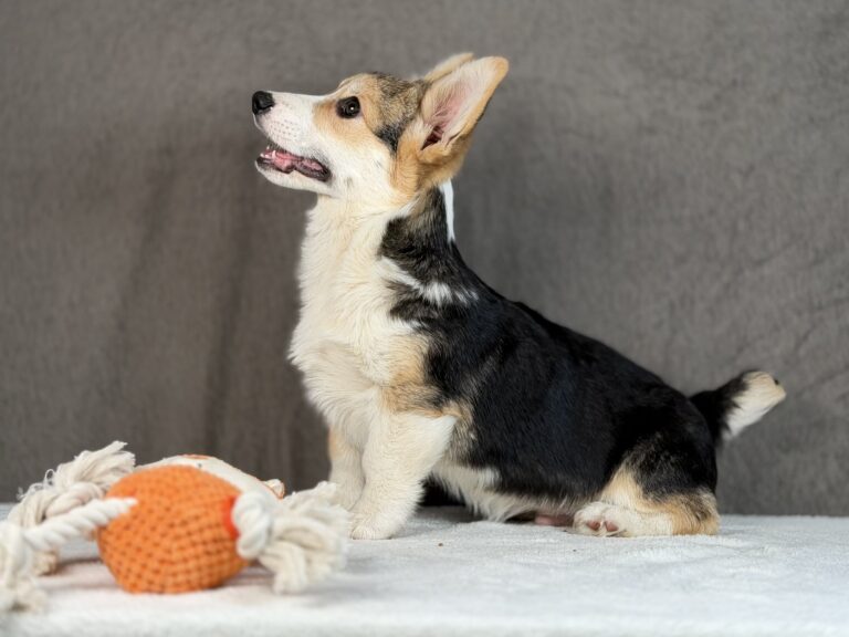 piesek Welsh corgi Pembroke ZKWP/FCI