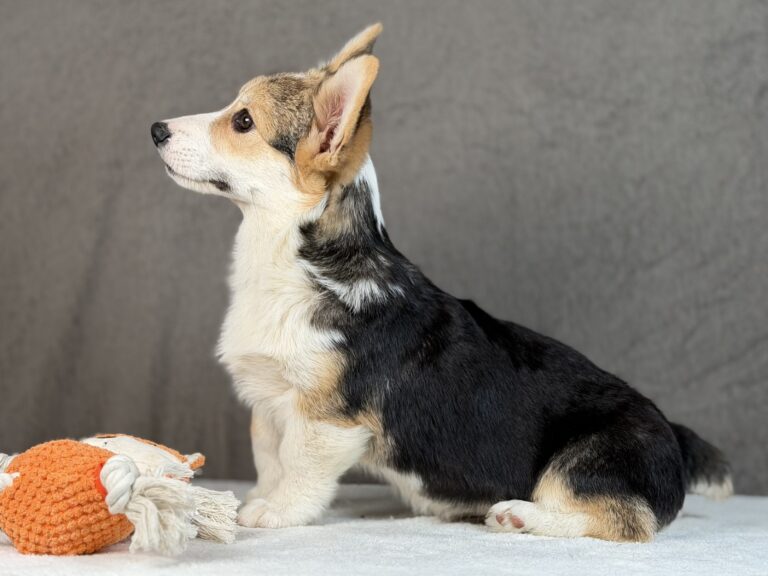 piesek Welsh corgi Pembroke ZKWP/FCI