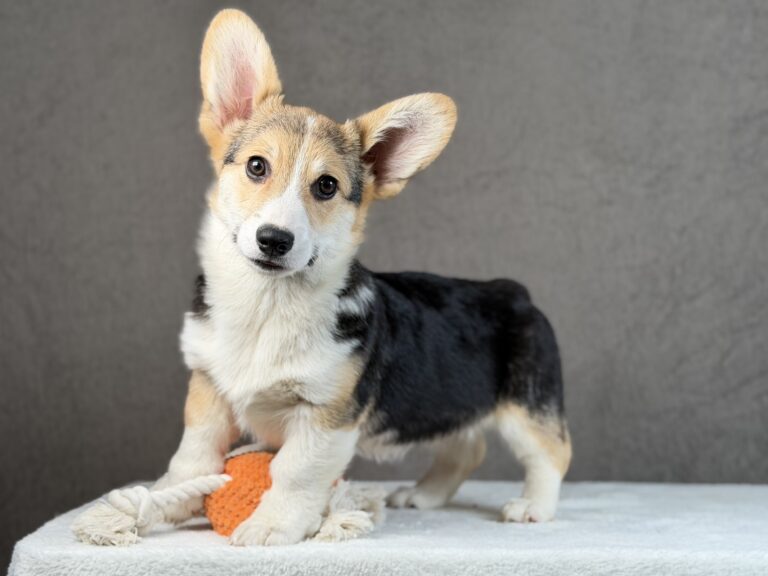 piesek Welsh corgi Pembroke ZKWP/FCI