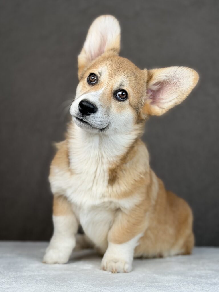 piesek Welsh corgi Pembroke ZKWP/FCI