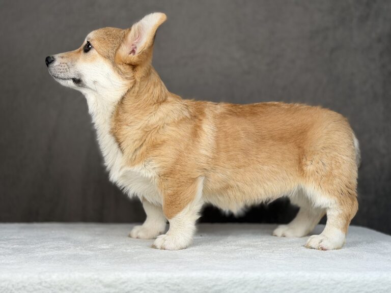 piesek Welsh corgi Pembroke ZKWP/FCI