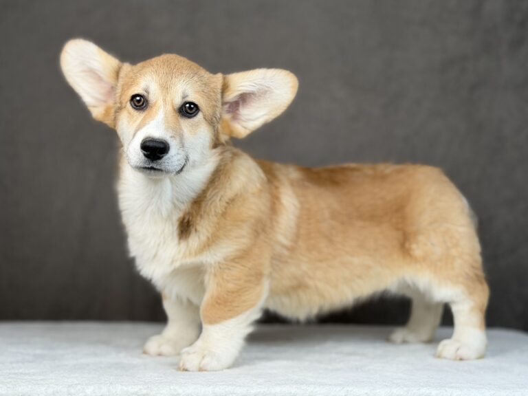 piesek Welsh corgi Pembroke ZKWP/FCI
