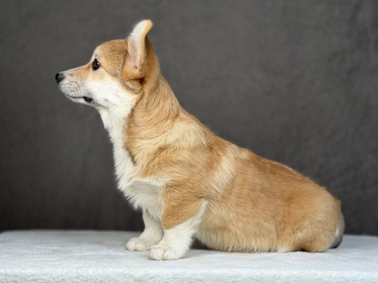 piesek Welsh corgi Pembroke ZKWP/FCI